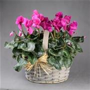 Basket of Cyclamen