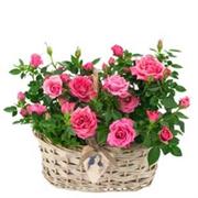 Rose Basket