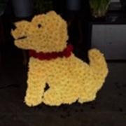 Dog Tribute