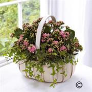 Kalenchoe trug planter