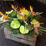Bird of paradise spray