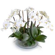 Phalenopsis Orchid Arrangement