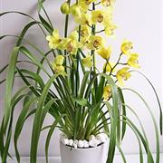 Cymbidium Orchid plant