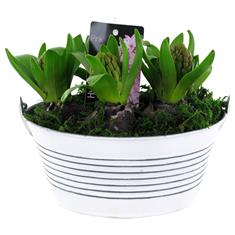 Hyacinth Planter
