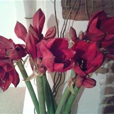 Simply Amaryllis