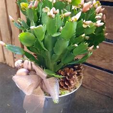 Christmas Flowering Cacti