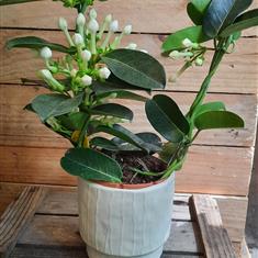 Stephanotis