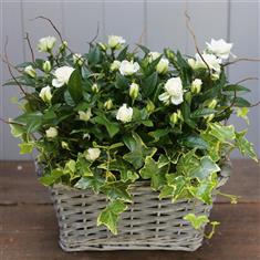 White Rose Basket