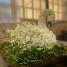 Swan