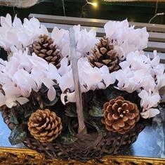 White Cyclamen basket
