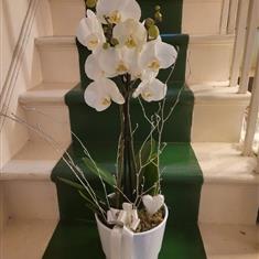 Christmas White Orchid